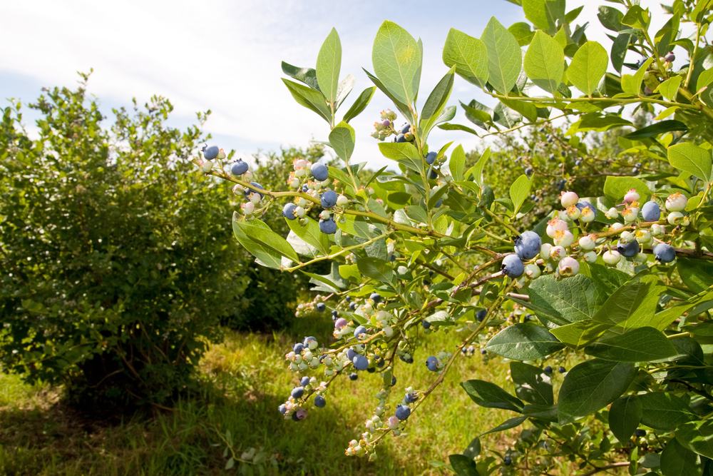 Featured image for “Georgia and Florida Blueberries in Bloom Very Early”