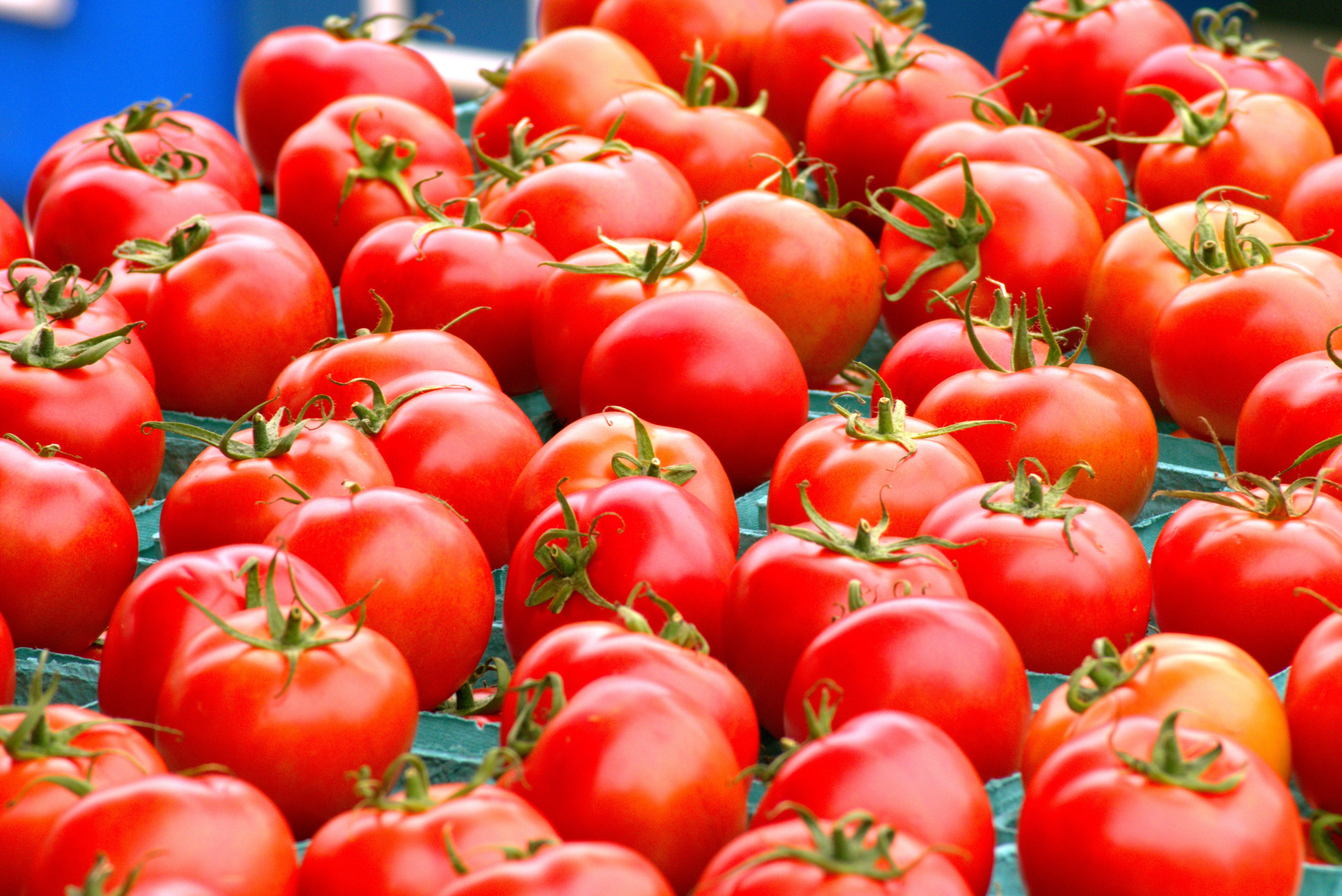 Featured image for “N.C. State Tomato Field Day Slated for Aug. 11”