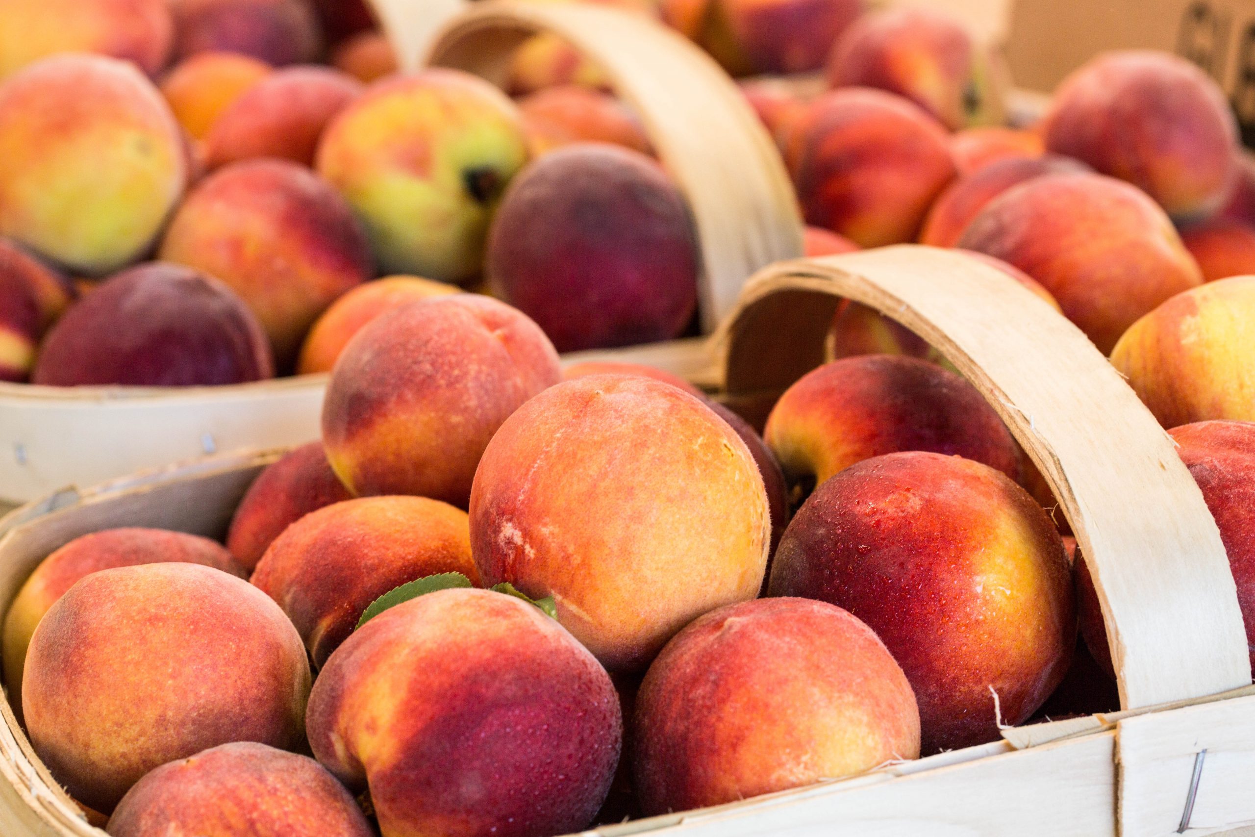 Featured image for “Peach Season Concludes in Georgia”