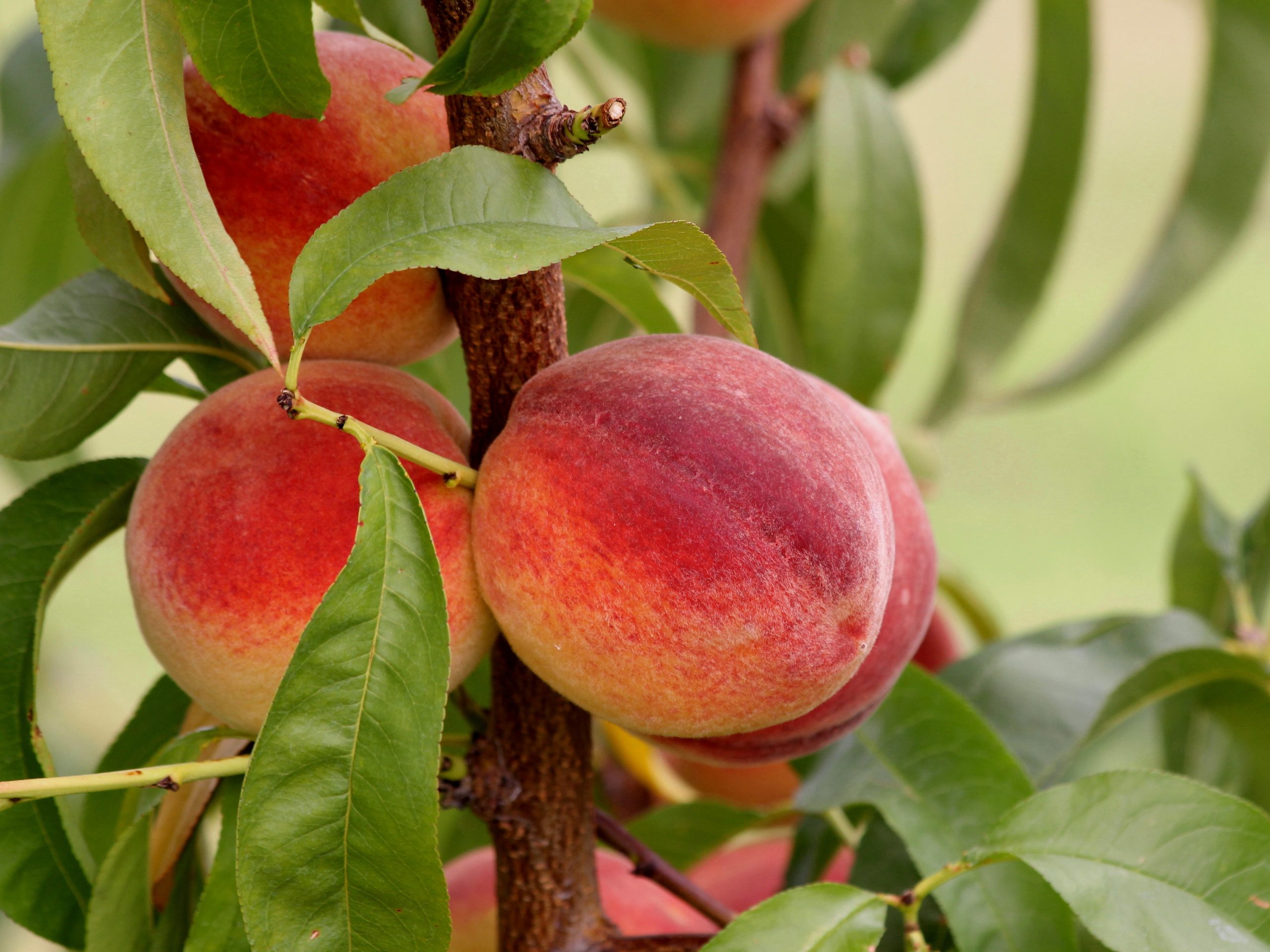 Featured image for “Lingering Drought Impacts Georgia Peaches”