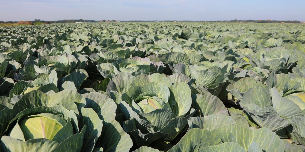 cabbage growers