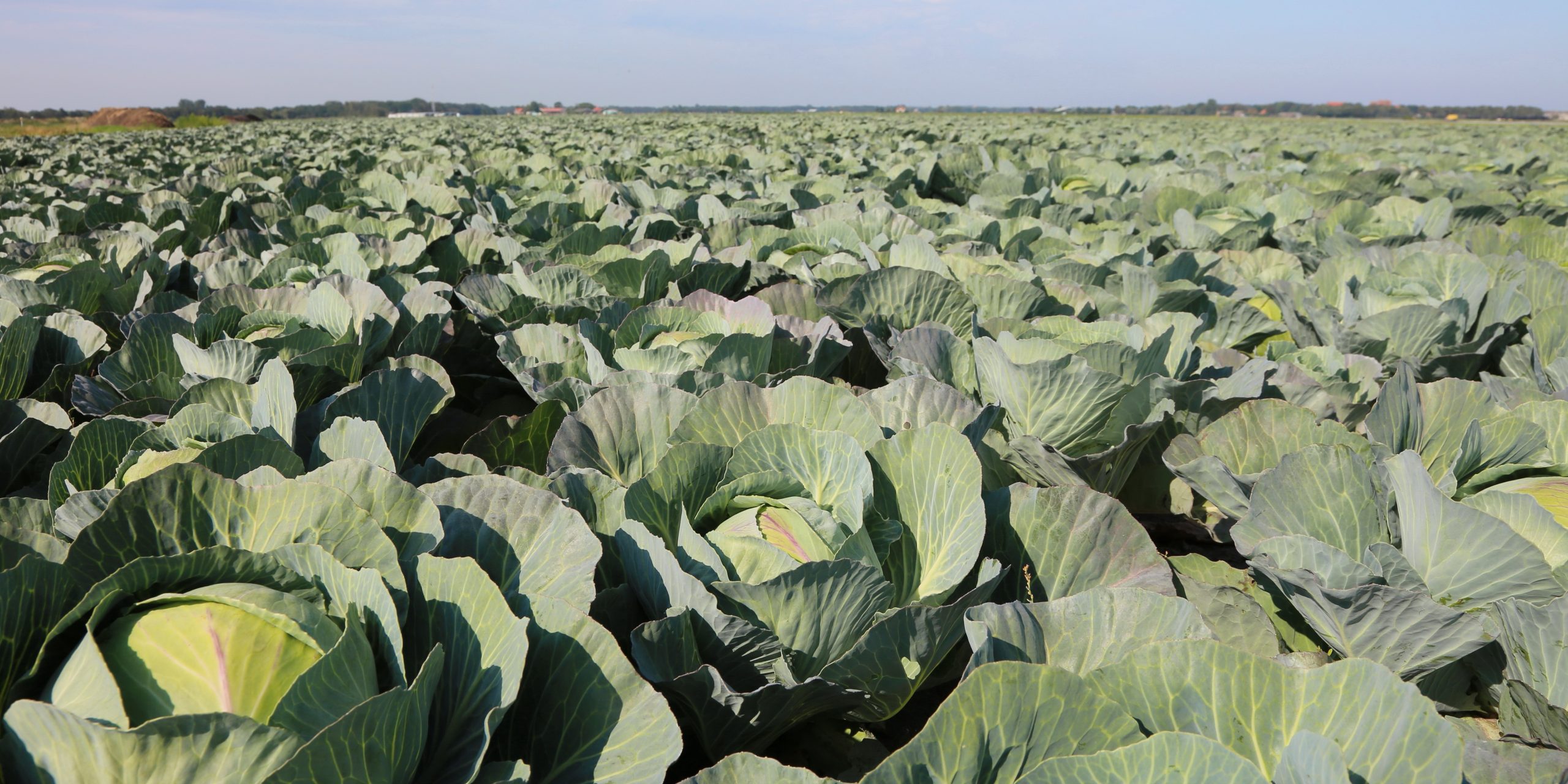 Featured image for “Crop Insurance Deadline Nears in Georgia for Cabbage Growers”