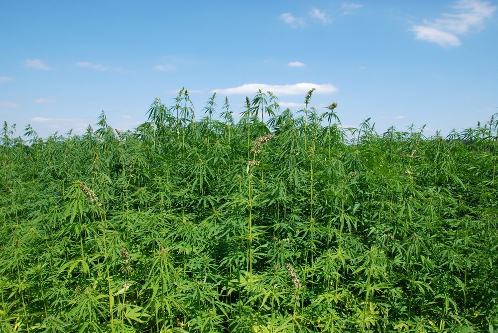 Featured image for “Weather Conditions ‘Not Ideal’ for Alabama Hemp”