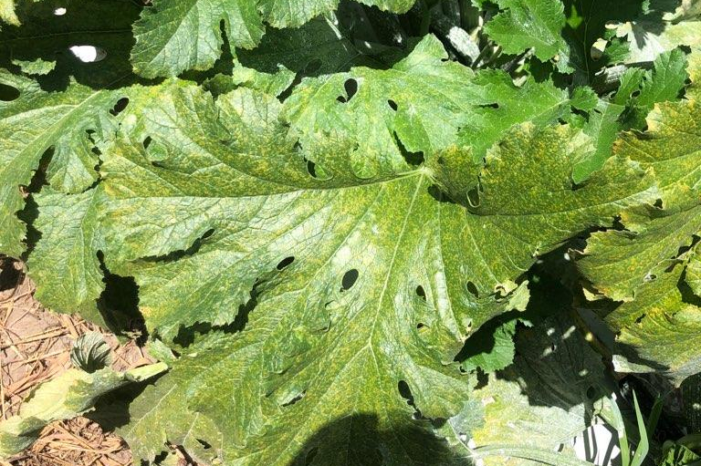Featured image for “Downy Mildew Alert: Alabama Cucurbit Growers Be Proactive in Management”