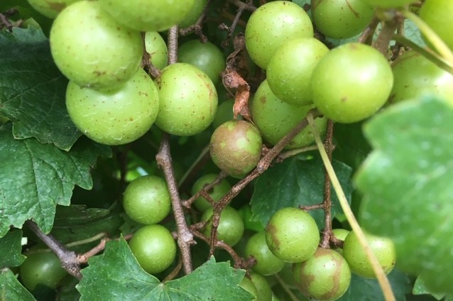 Featured image for “Muscadine Freshness: How Do We Get to Eight Weeks?”