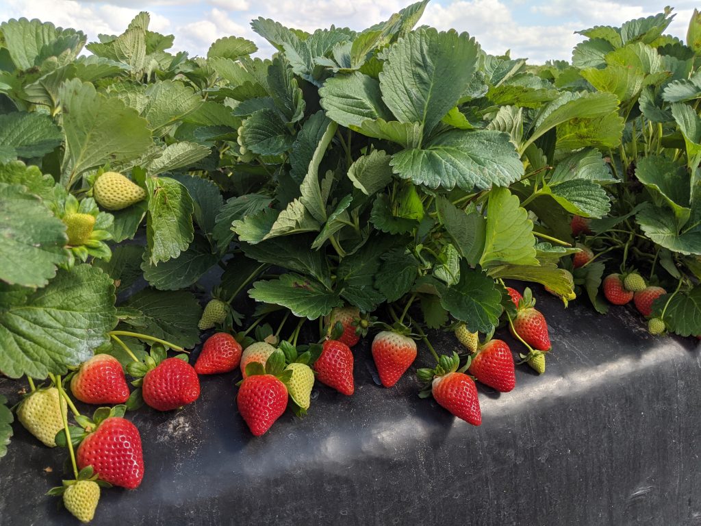 Alabama strawberry varieties