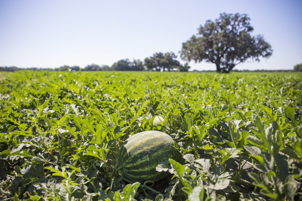 North Florida Watermelon Crop