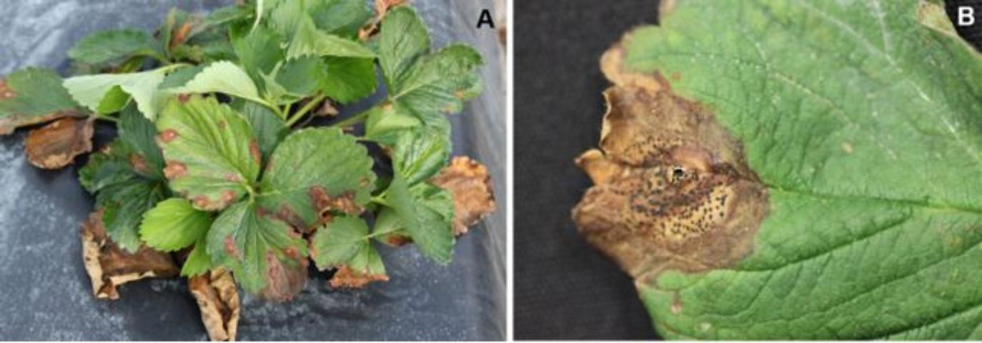 Featured image for “Georgia Strawberry: Minimal Reports of Neopestalotiopsis Fruit Rot So Far”