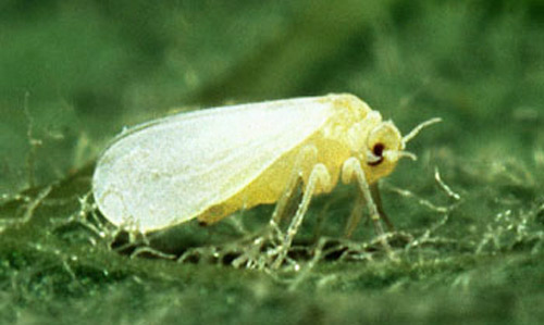 Featured image for “Increasing Infestations: Whiteflies Problematic Around Southwest Florida”