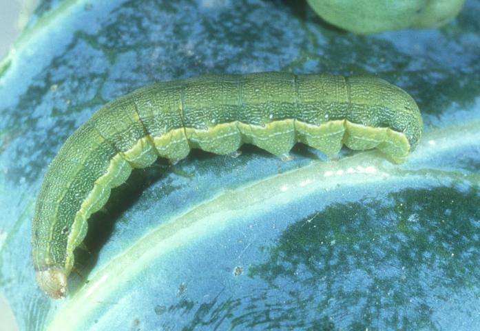 Featured image for “Insect Concerns? Possible Resistance to Coragen in Beet Armyworm”