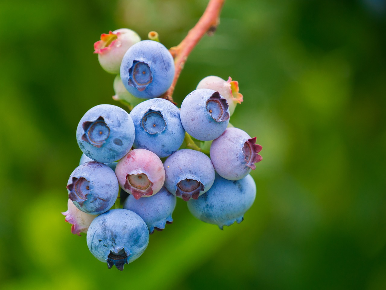 Featured image for “Florida’s Blueberry Production: May Management Tips”