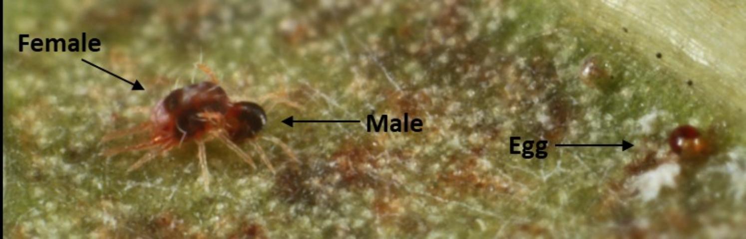 Featured image for “Biological Control: UF Research Testing New Measures for Mites in Blueberries”
