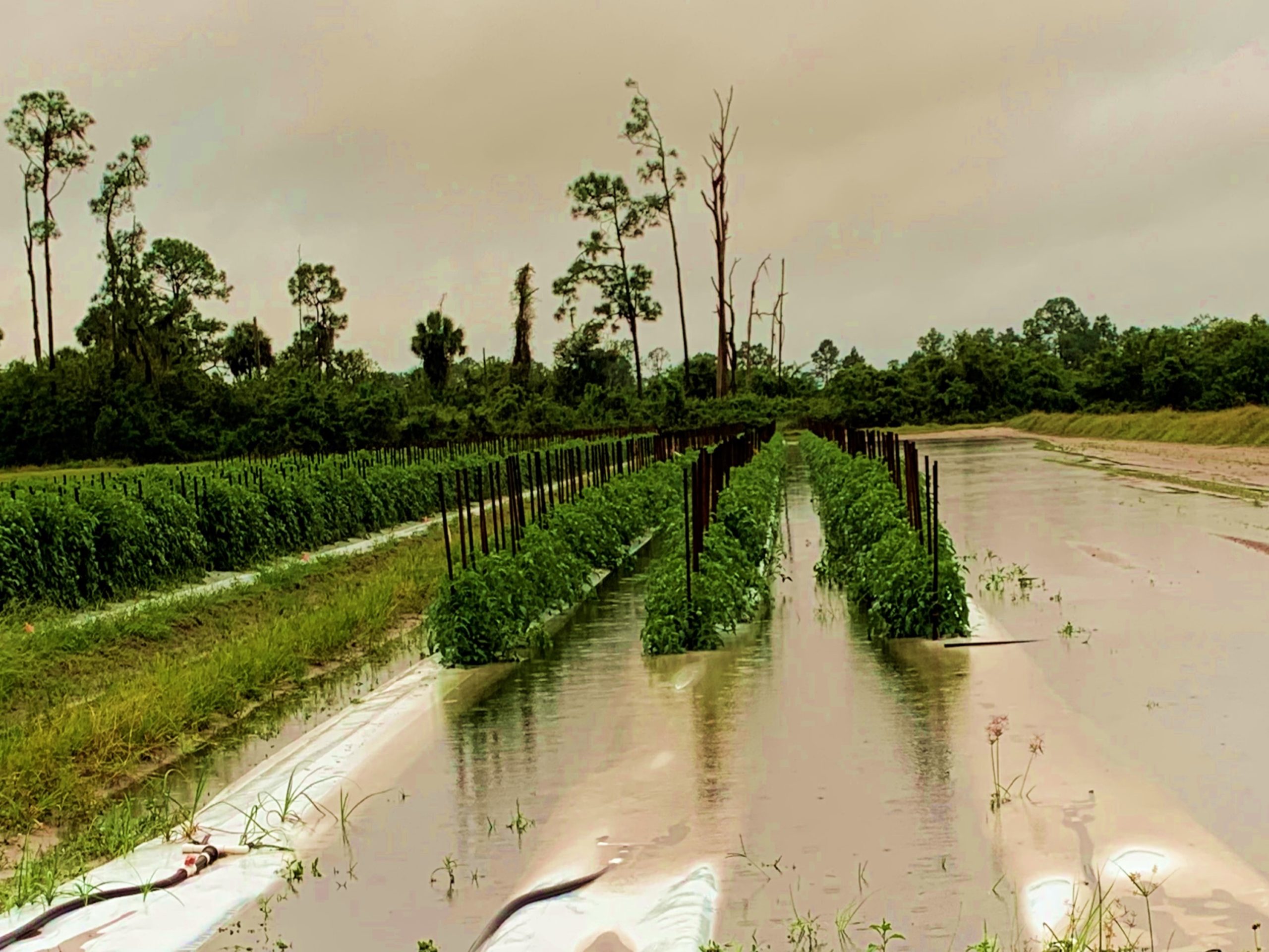 Featured image for “Effects of Heavy Rain on Pre-Emergent Herbicides in Vegetables”