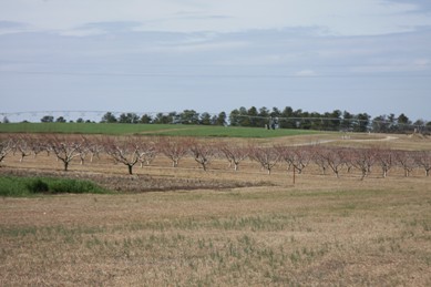 Featured image for “Weed Control in Peach Orchards”