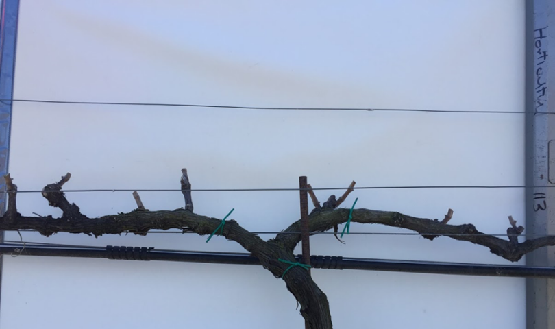 Featured image for “Fungicides Key During Grape Pruning”