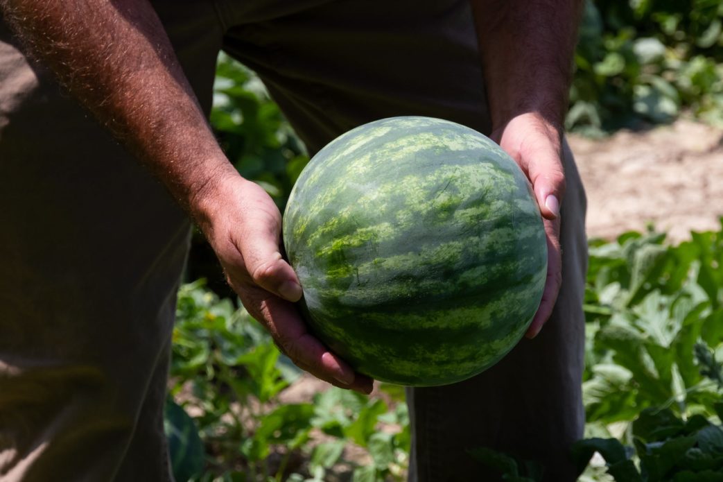close up photo of person holding green watermelon fruit
