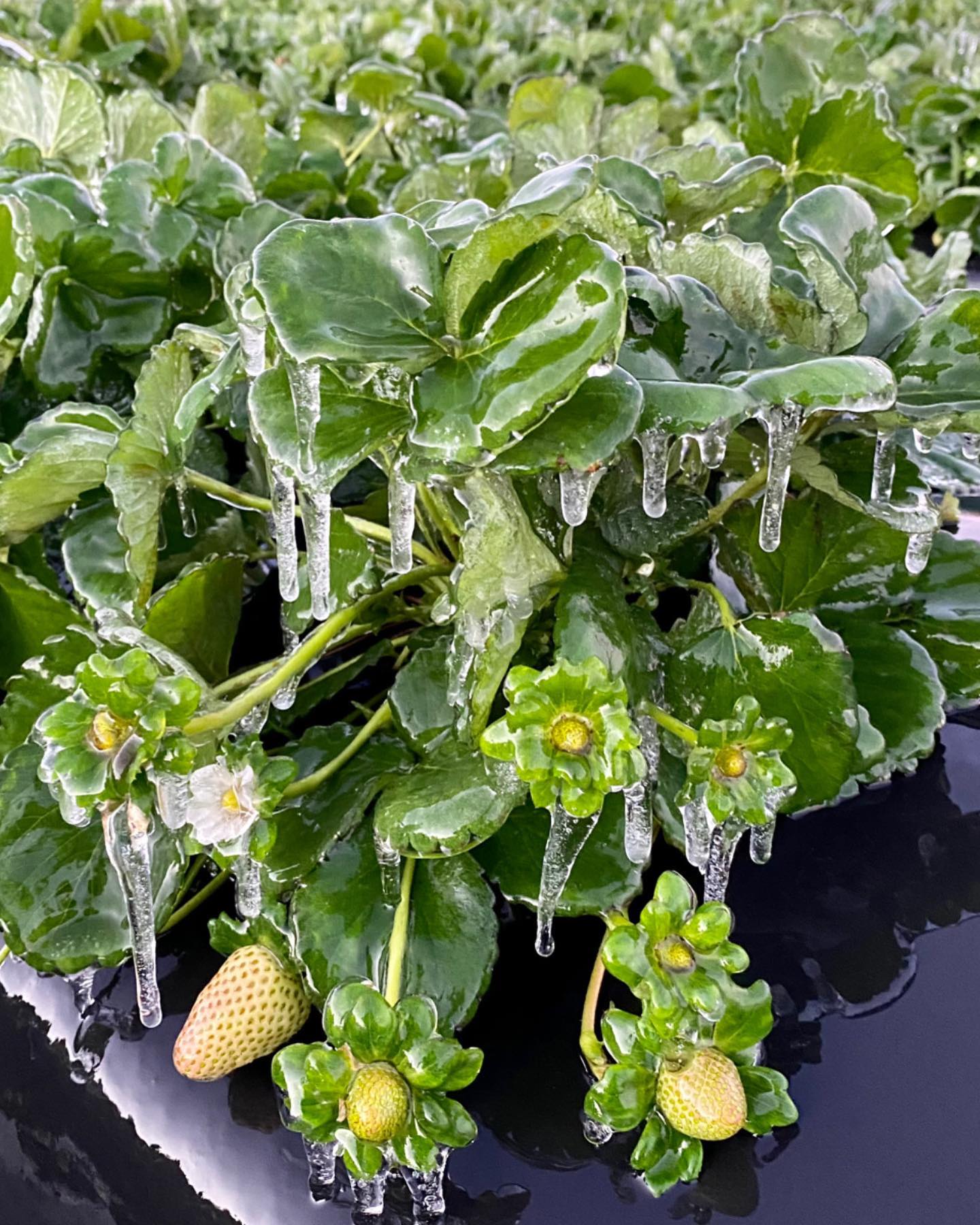 Featured image for “Freeze Effect: Legislation Introduced to Protect Growers”