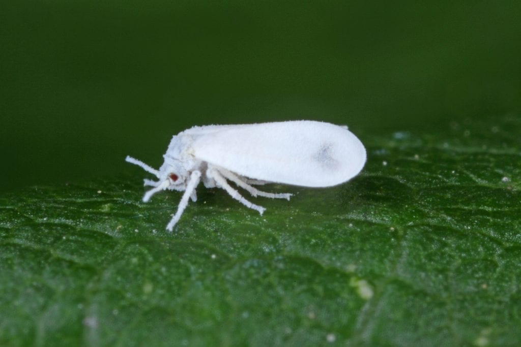 whitefly research