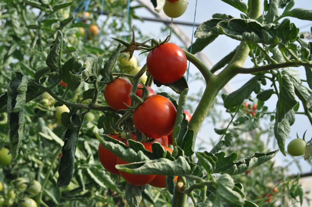 red tomatoes on plant