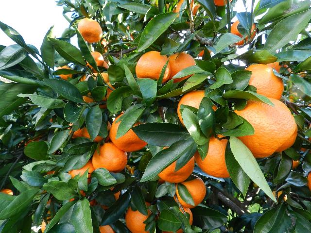 Featured image for “The Status of Satsuma Mandarins in Georgia”