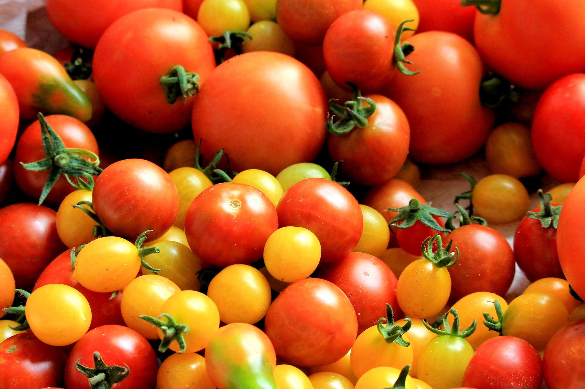Featured image for “N.C. Tomato Growers Association Offering Scholarship”