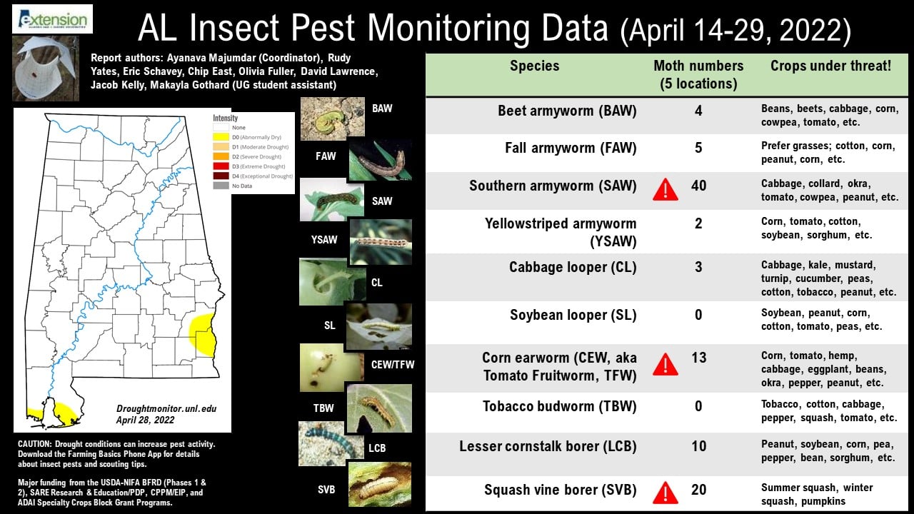Featured image for “Alabama Insect Pest Monitoring Report”