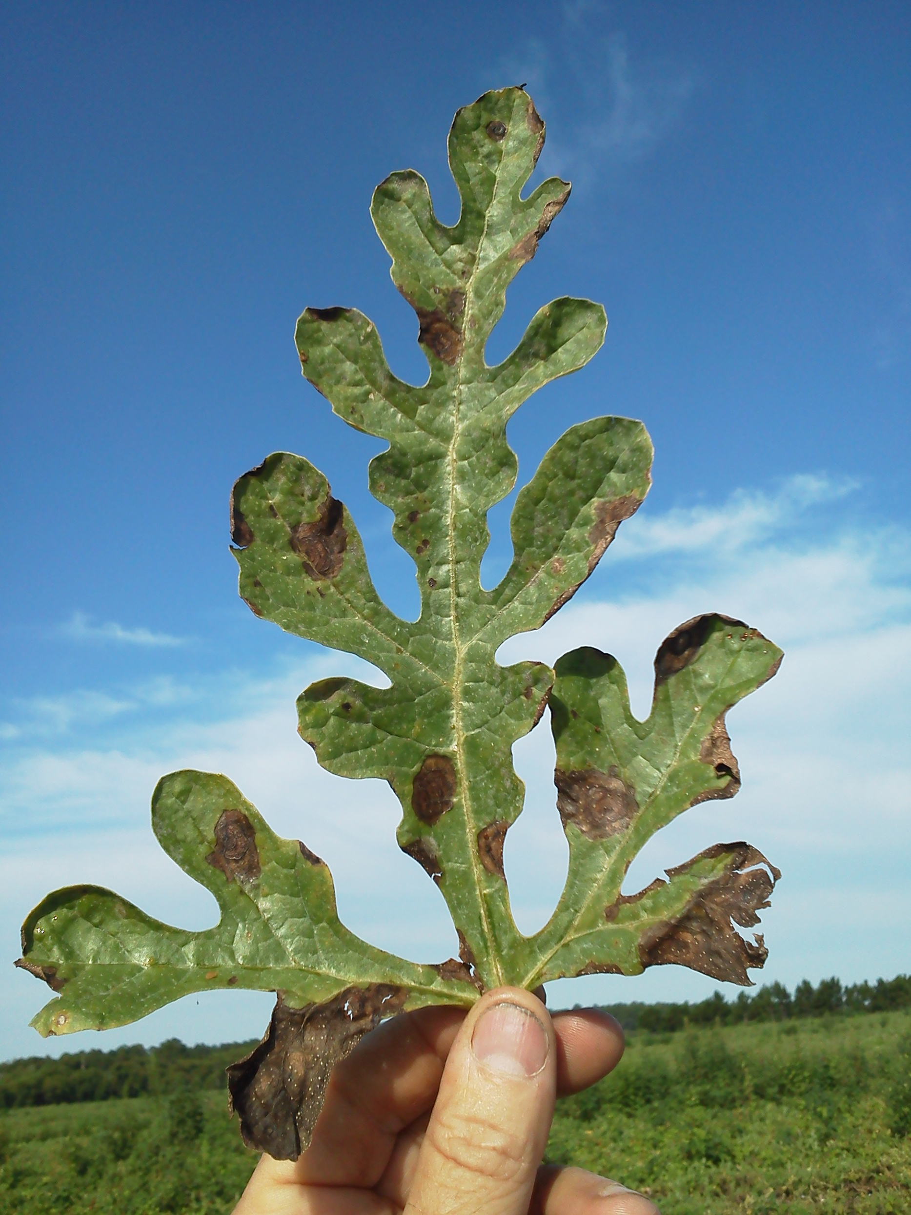 Featured image for “Options Available for Management of Gummy Stem Blight”