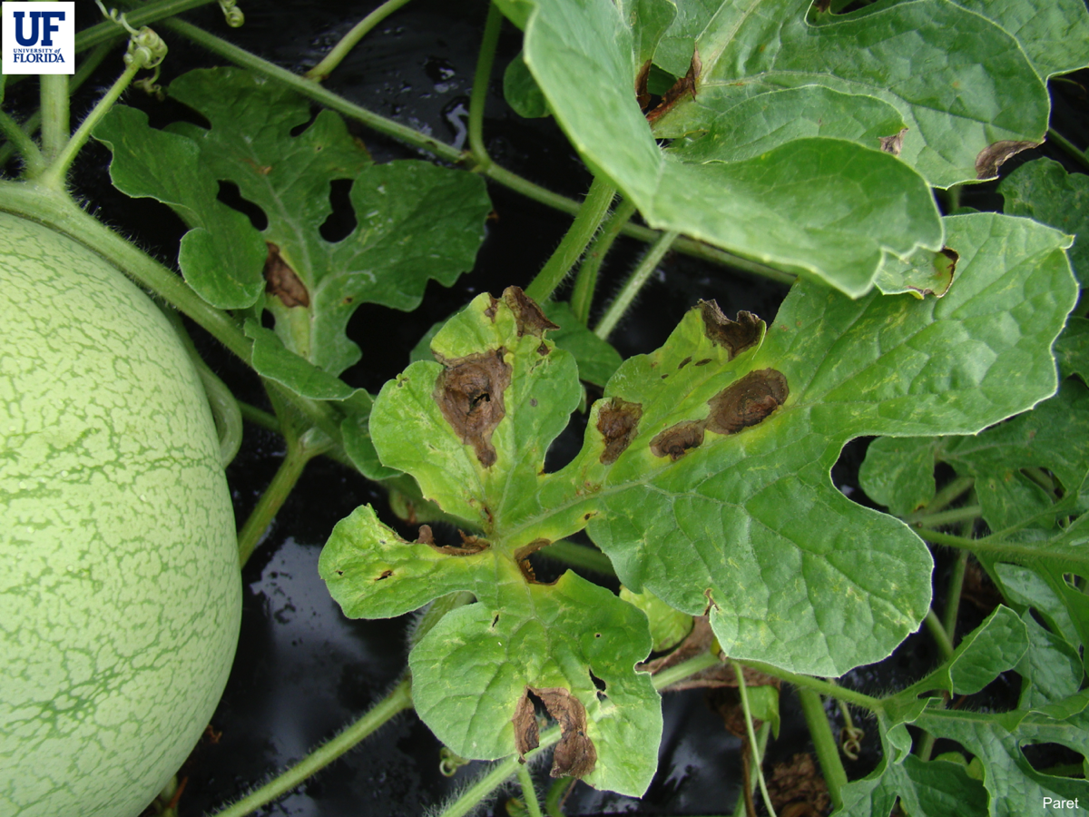 Featured image for “Disease Update for North Florida Watermelons”