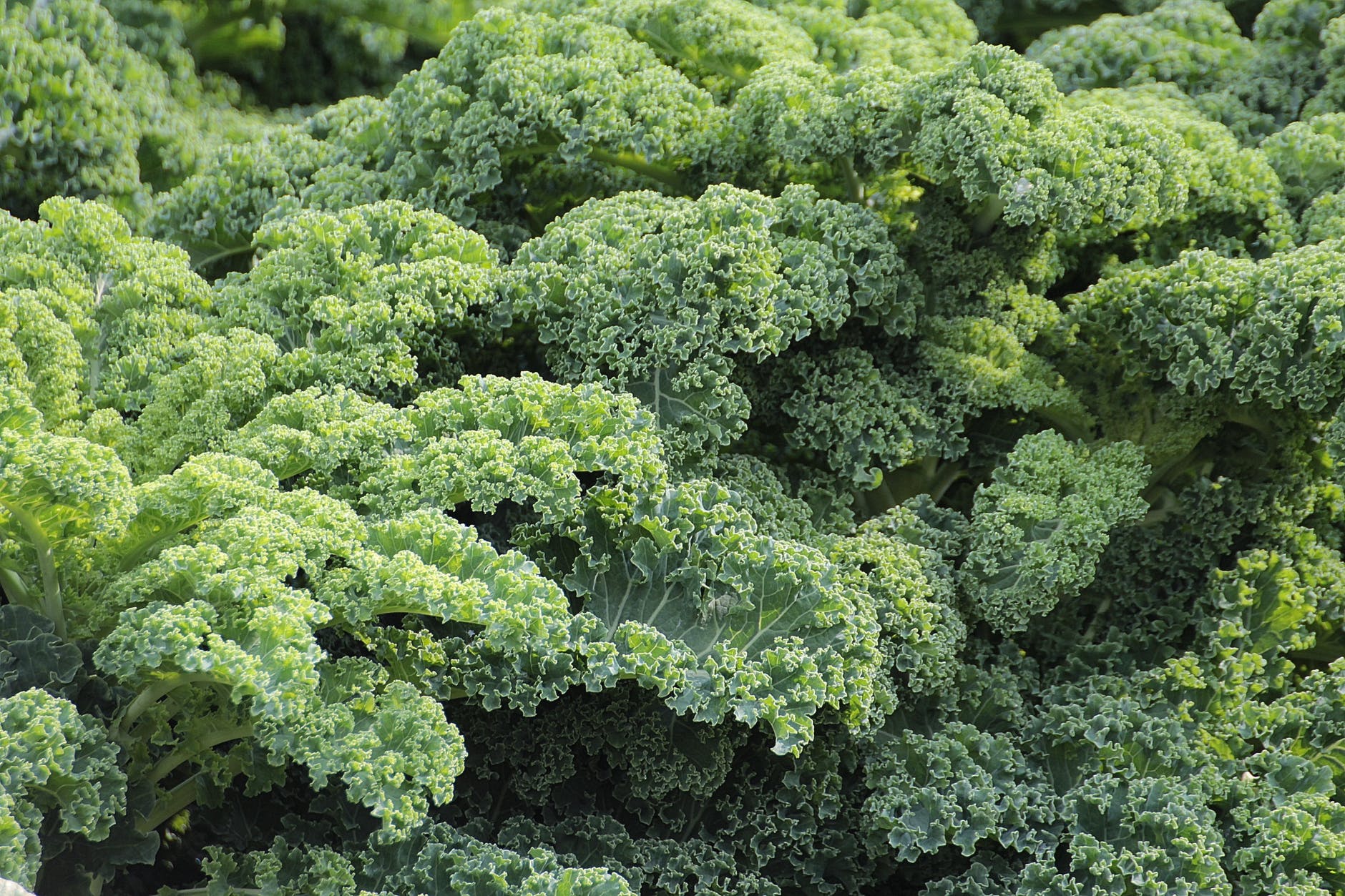 Featured image for “Biopesticides (Seem to) Perform Poorly Against Black Spot on Kale”