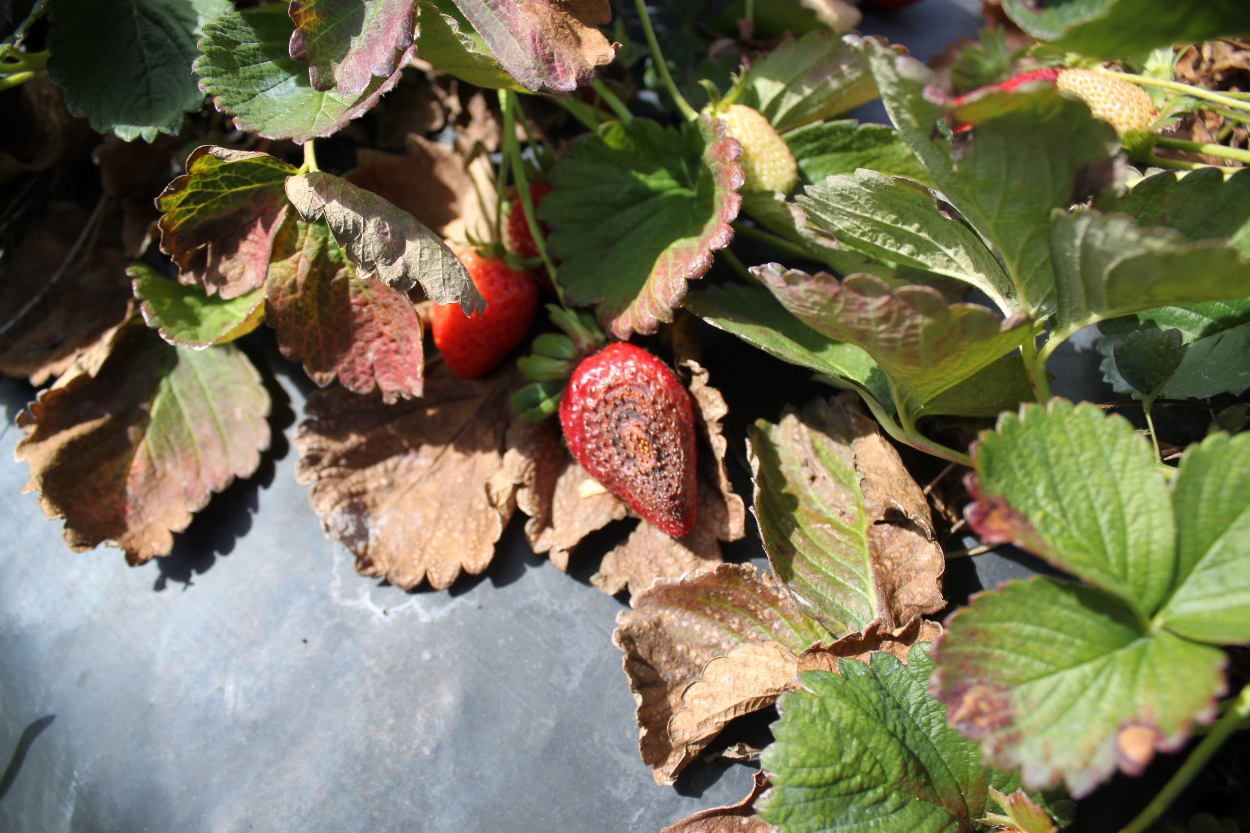 Featured image for “UF/IFAS Strawberry Specialist: Lack of Neopestalotiopsis a Blessing for Producers”