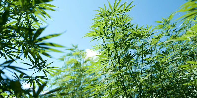 Featured image for “N.C. State Fiber Hemp Field Day”