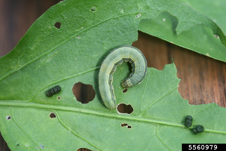 Featured image for “Mid-Season Pest Activity in Alabama”