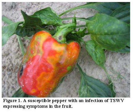 Featured image for “Vegetable Disease Update in South Georgia”