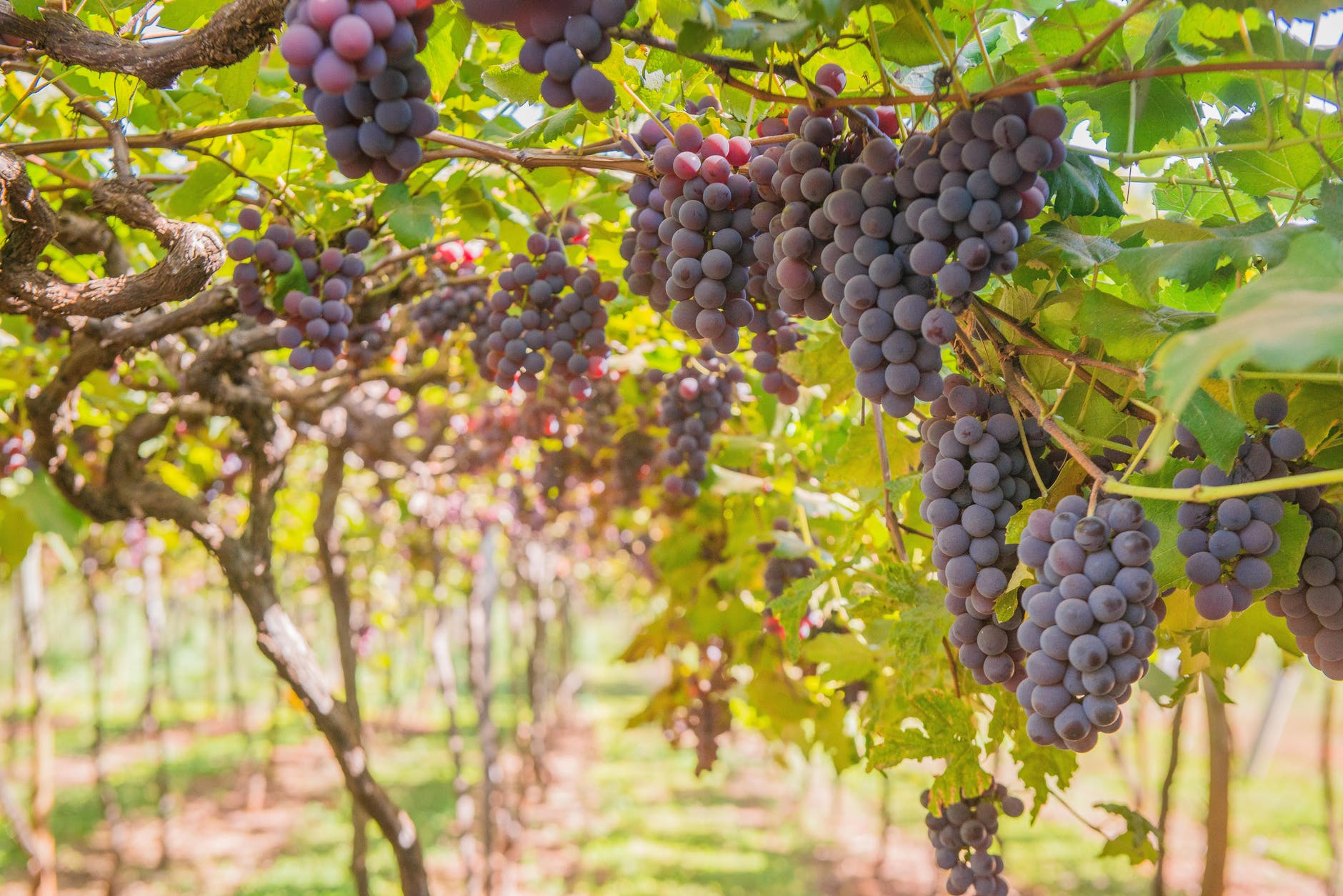 Featured image for “Heat’s Impact on Grape Production”
