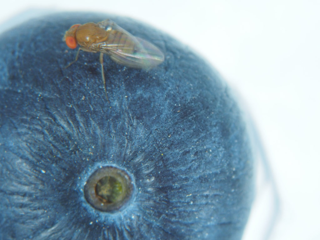 Spotted-Wing Drosophila
