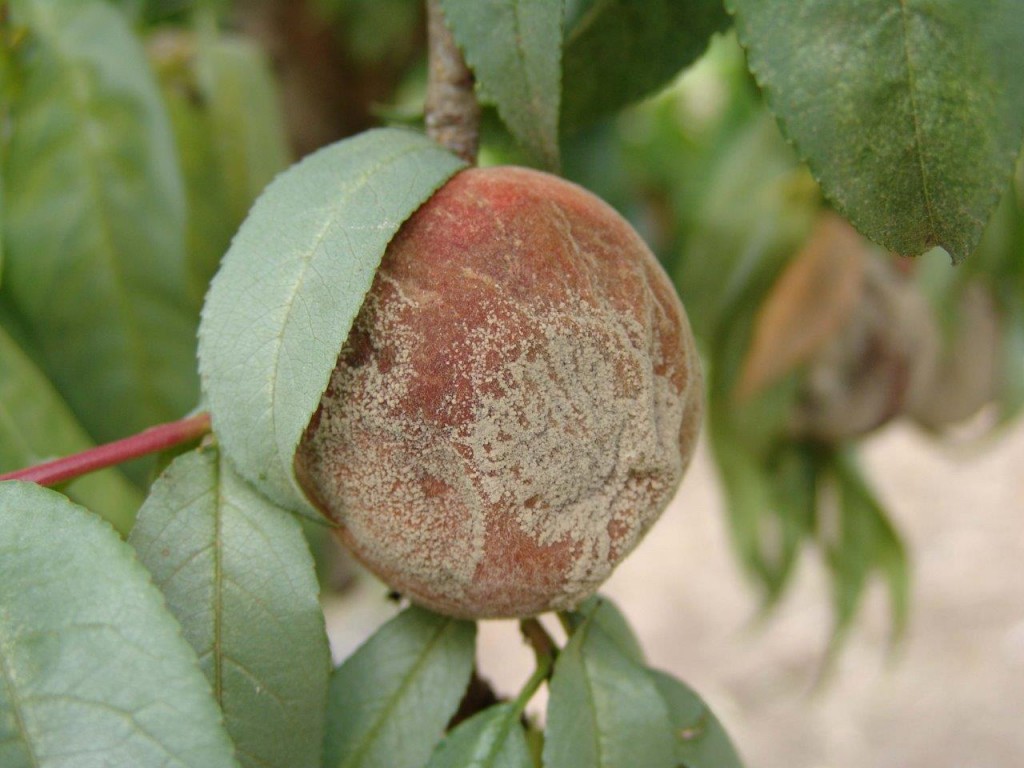 Diseases in Peaches
