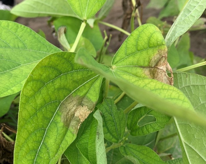 Featured image for “Choanephora Blight Found on Green Bean in Charleston”