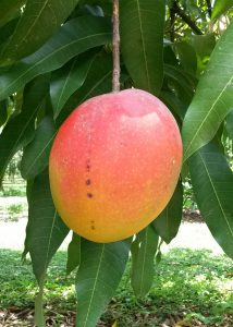 Featured image for “Lack of Mangoes Impacts UF/IFAS Research”