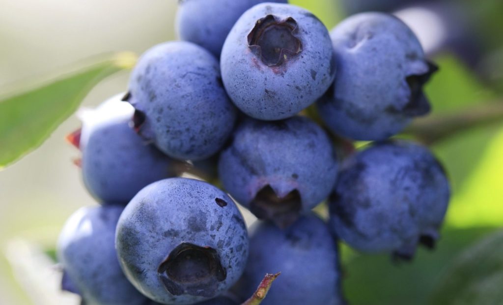 Alabama blueberries