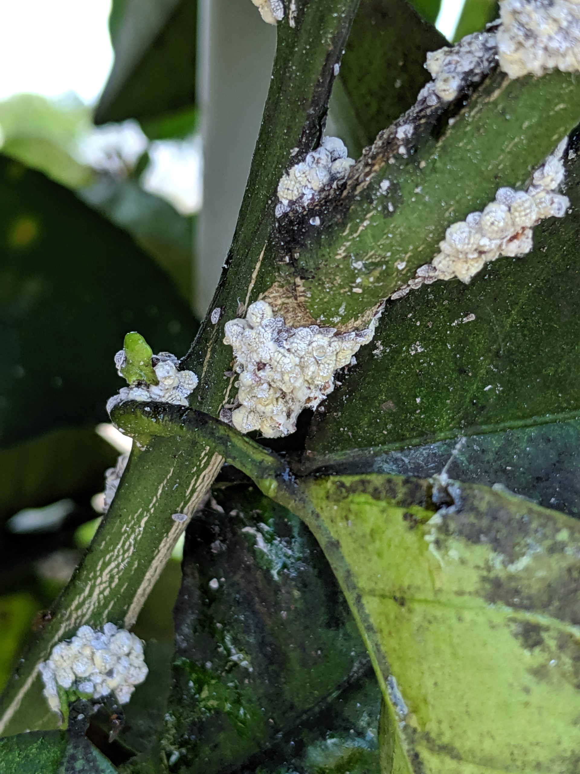 Featured image for “Georgia Citrus Growers: Be on the Lookout for Lebbeck Mealybug”