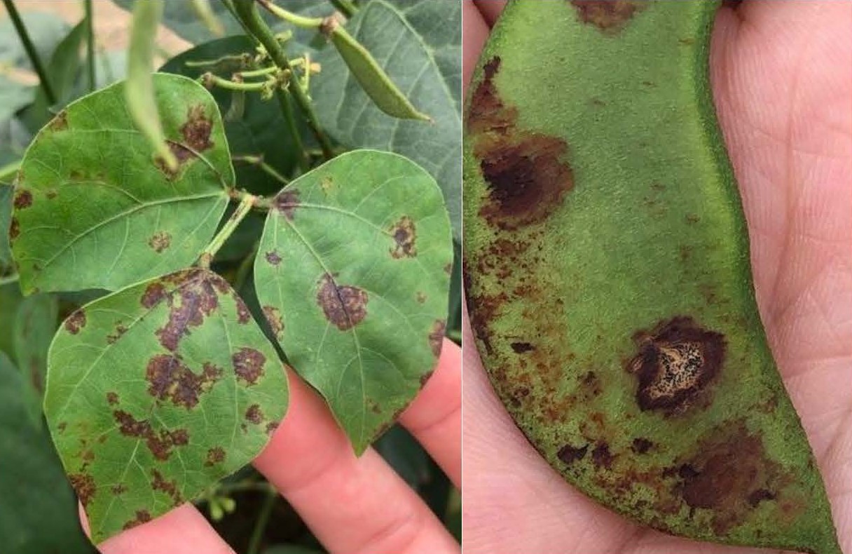 Featured image for “Anthracnose Identified on Lima Bean in the Pee Dee Region of South Carolina”