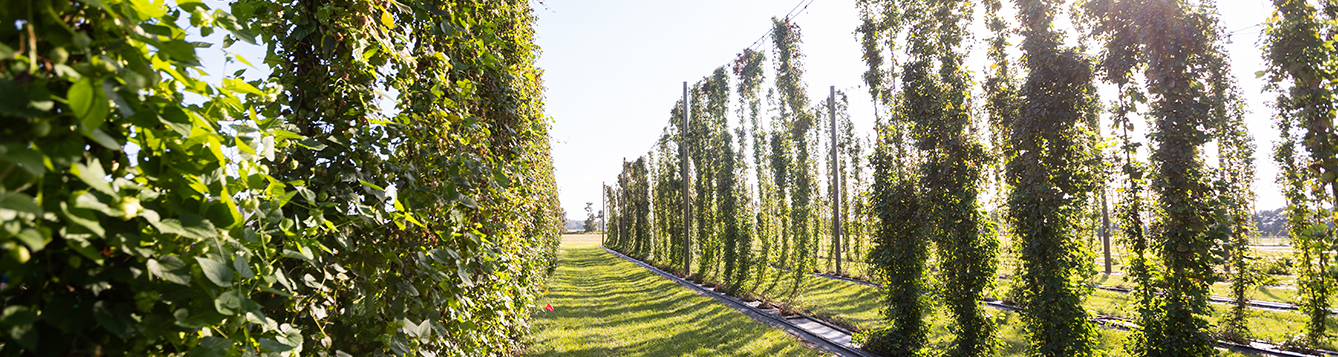 Featured image for “Hops Field Day Scheduled for Sept. 28”