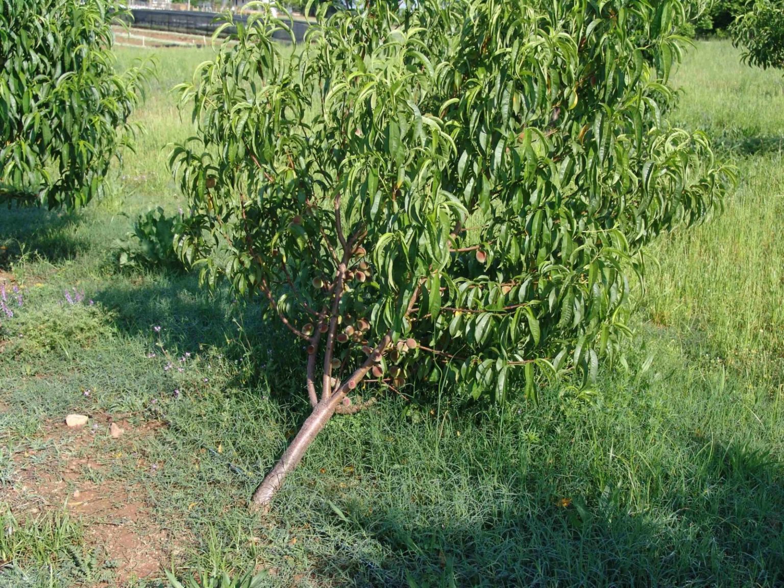 Featured image for “Hurricane’s Potential Impact on Peach Trees”