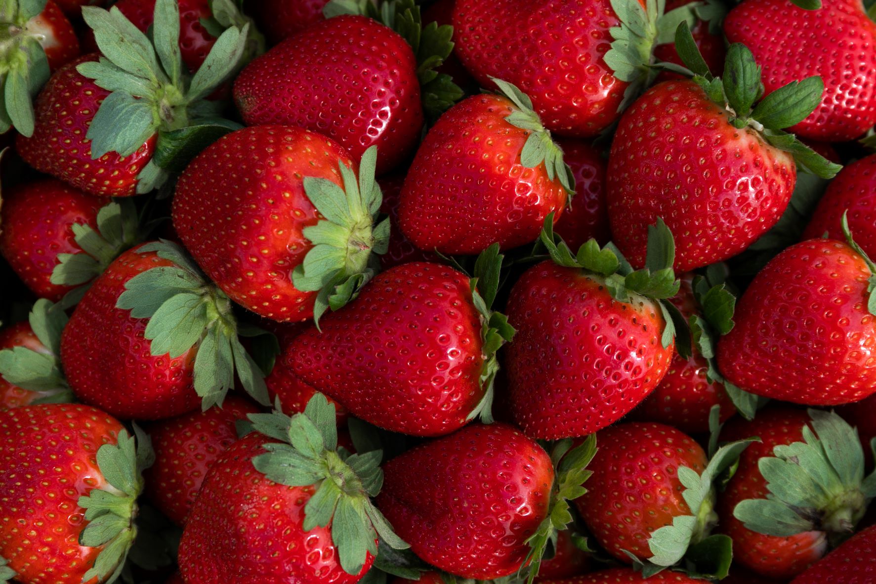 Featured image for “Alabama Extension to Host Strawberry Production Meeting”