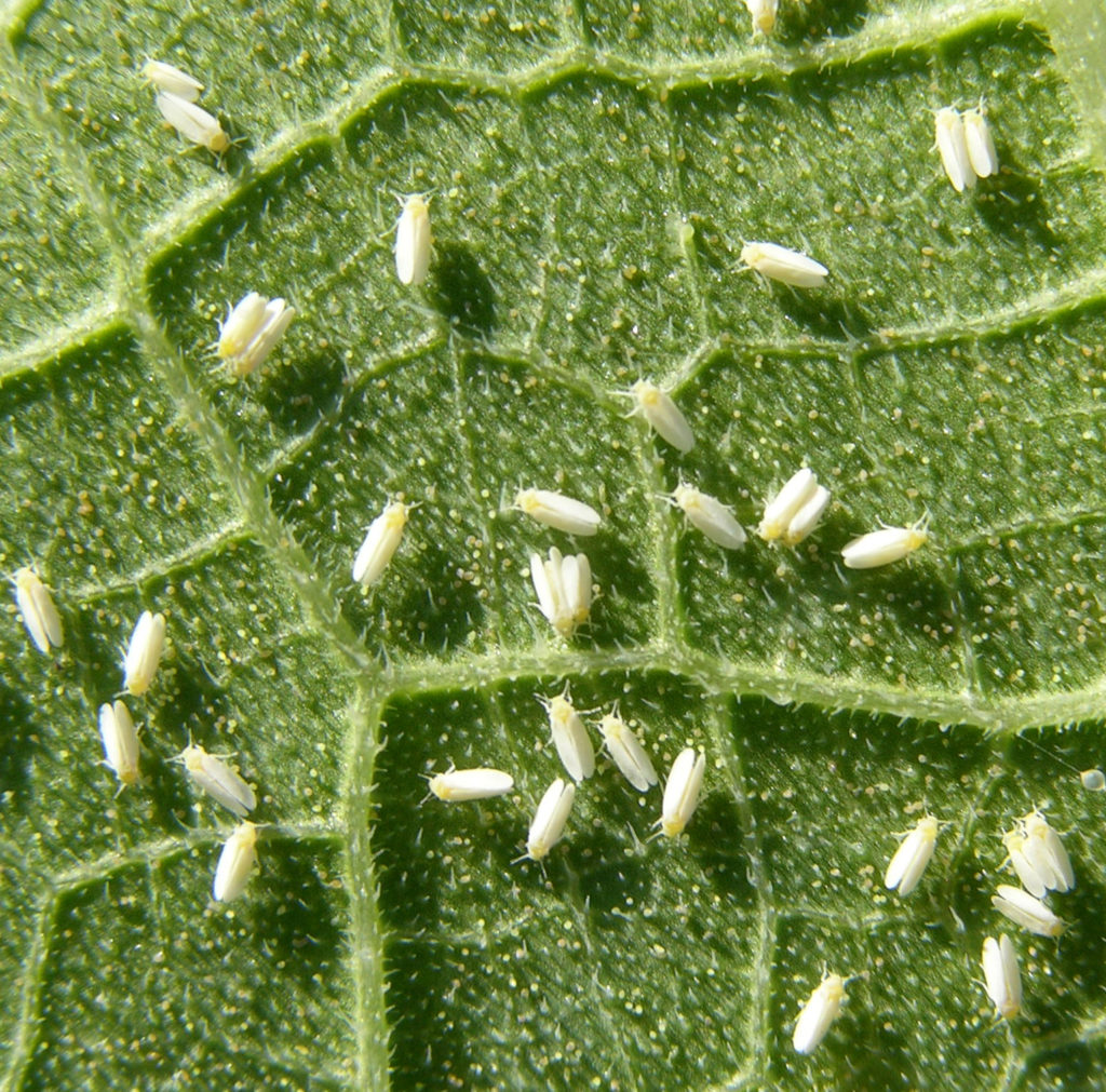 Whitefly populations