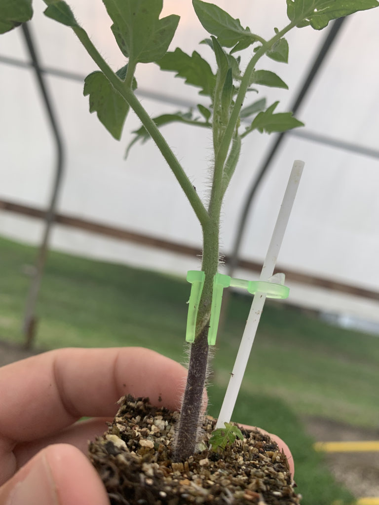 Grafted tomato plants